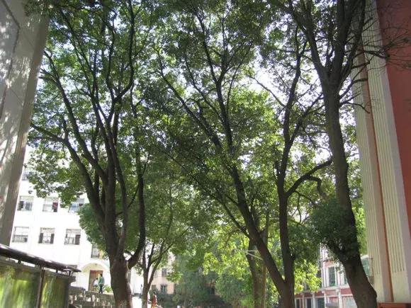 新建二中报道,江西省新建二中最新图片