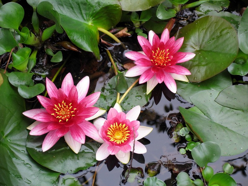 来肇庆端州旅游去哪玩,去肇庆市旅游带什么手信