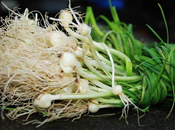 农村常吃的七种野菜,农村常见的60种野菜及功效