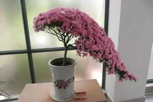 杜鹃花闷根怎么办,杜鹃花冻死怎么救活