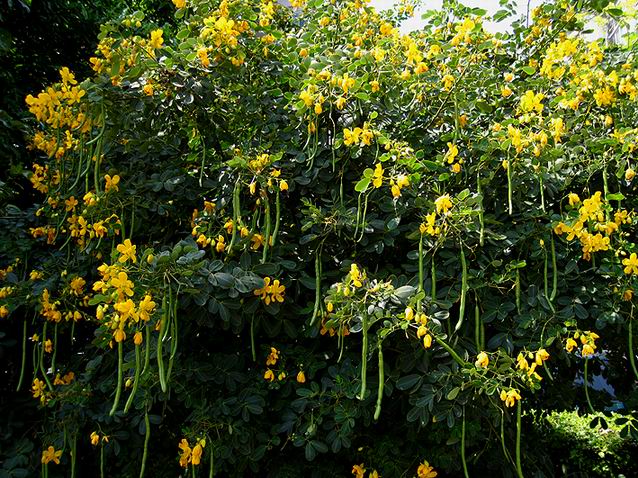 保护眼睛需要吃什么维生素和食品,保护眼睛的食物图片大全