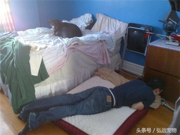 狗狗喜欢睡床的理由是这样的。。。