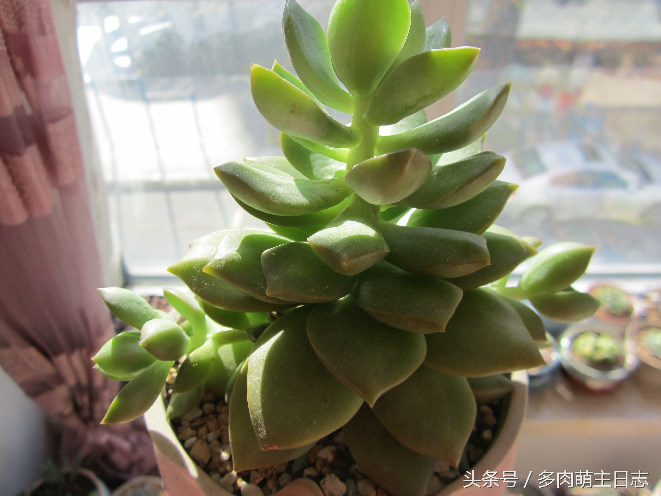 一个半月没回家多肉会怎样,出了趟远门就带了多肉回来