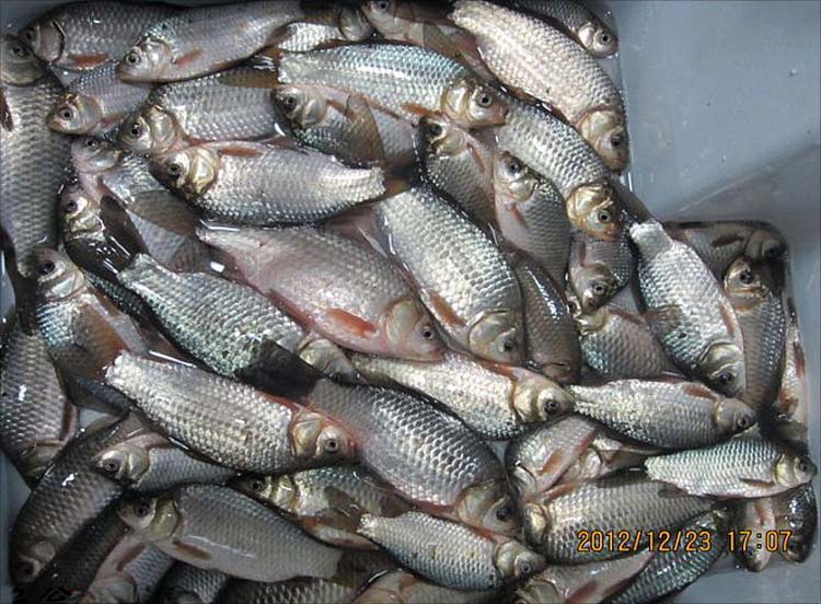 冬钓鲫鱼窝料的绝密配方,野钓鲫鱼窝料绝密配方