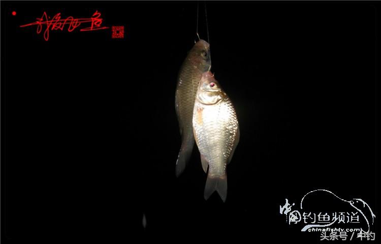 蝙蝠老是来屋里怎么赶走,蝙蝠来屋里怎么办