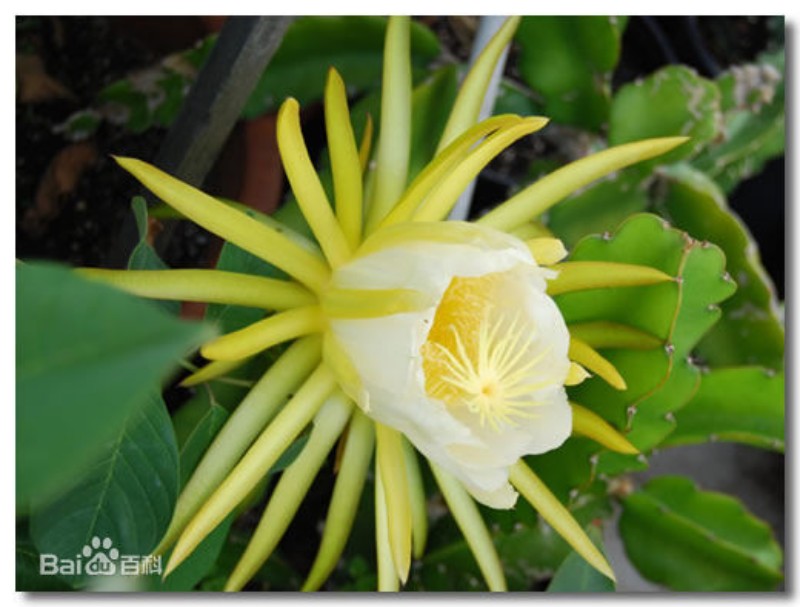来肇庆端州旅游去哪玩,去肇庆市旅游带什么手信
