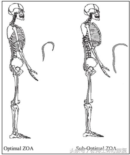 译文分享｜关于90/90臀桥吹气球训练的原理、价值与应用研究