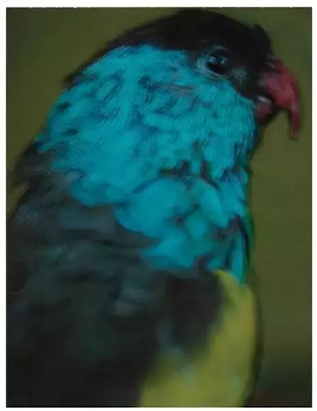 照片拍糊了如何处理,镜头脏了拍的照片白糊怎么办