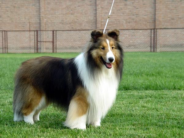 世界上智商最高的狗狗排名榜,智商最高的狗狗排名第一名