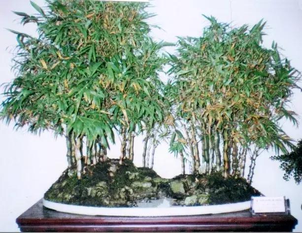 罗汉竹盆景修剪造型,罗汉竹盆景怎么养护和修剪