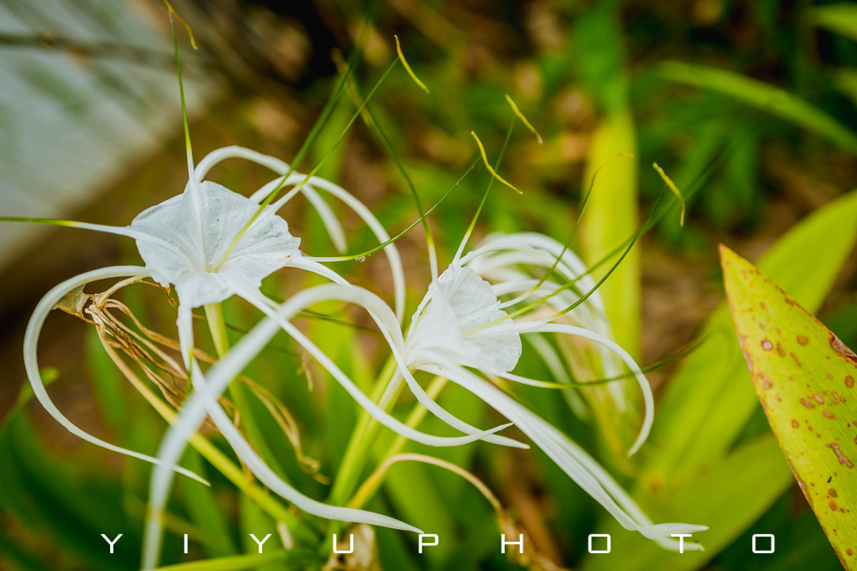 悠游一夏,马来西亚——六日自由行攻略