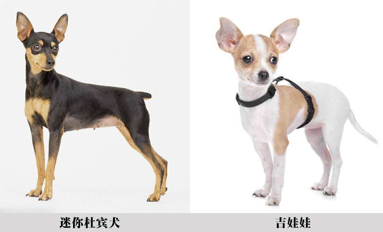 深度解析真假美猴王,如来为什么一眼分辨出真假美猴王