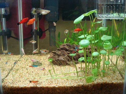 哪种水草最好养活不烂还能繁殖,草缸造景如何养好水草