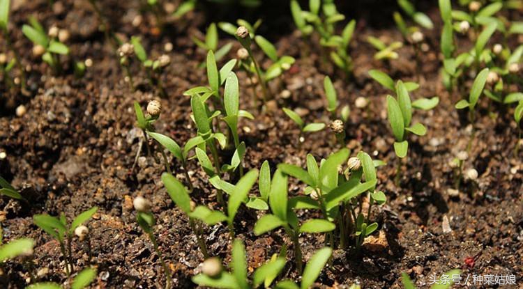 香菜几天出苗芹菜多少天出苗,香菜出苗比小葱出苗晚吗