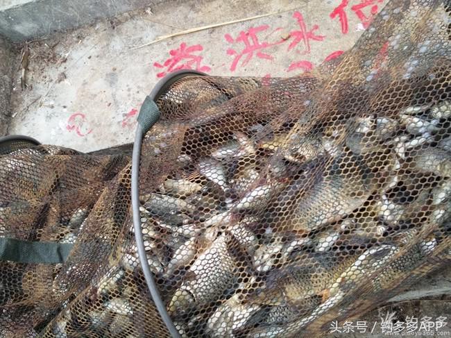 奔横县只为巴西雕，遇降温无奈成掐鲤