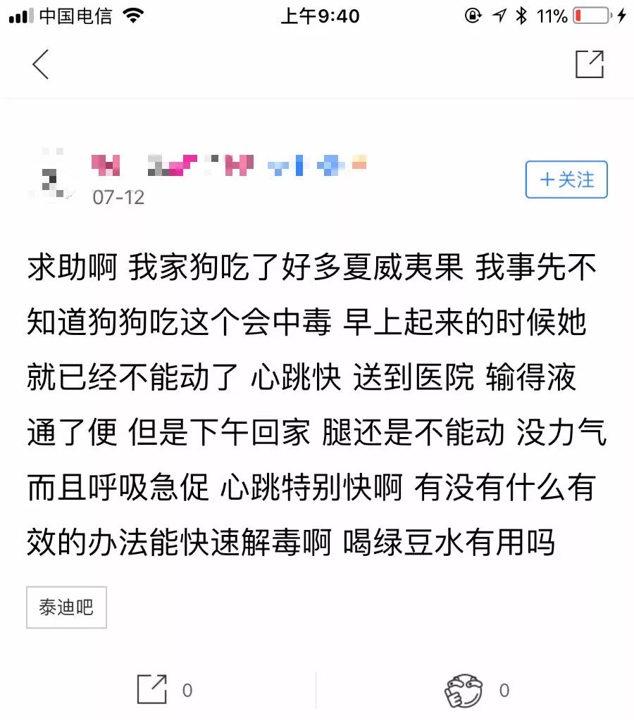 夏威夷果狗吃了怎么办,狗可以吃夏威夷果吗