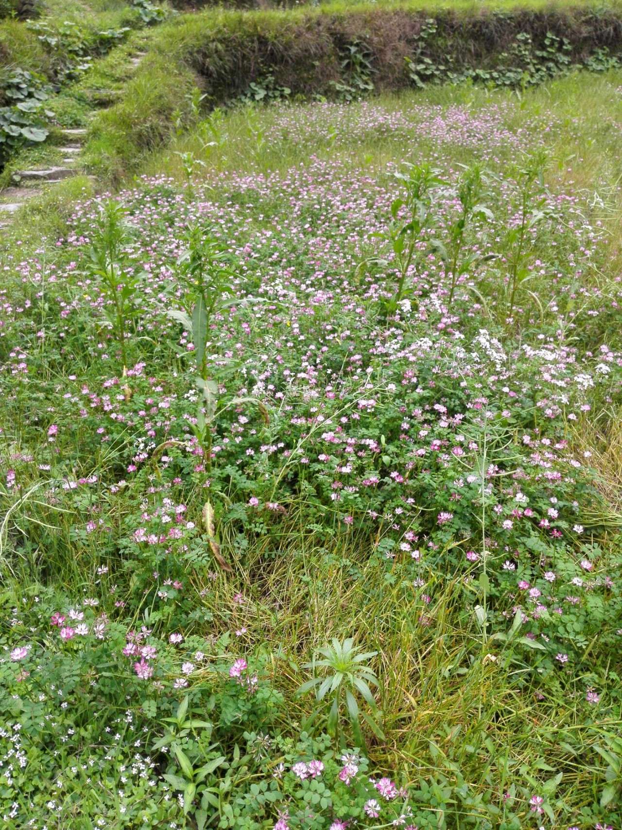 清明节：一只公鸡的思想边界