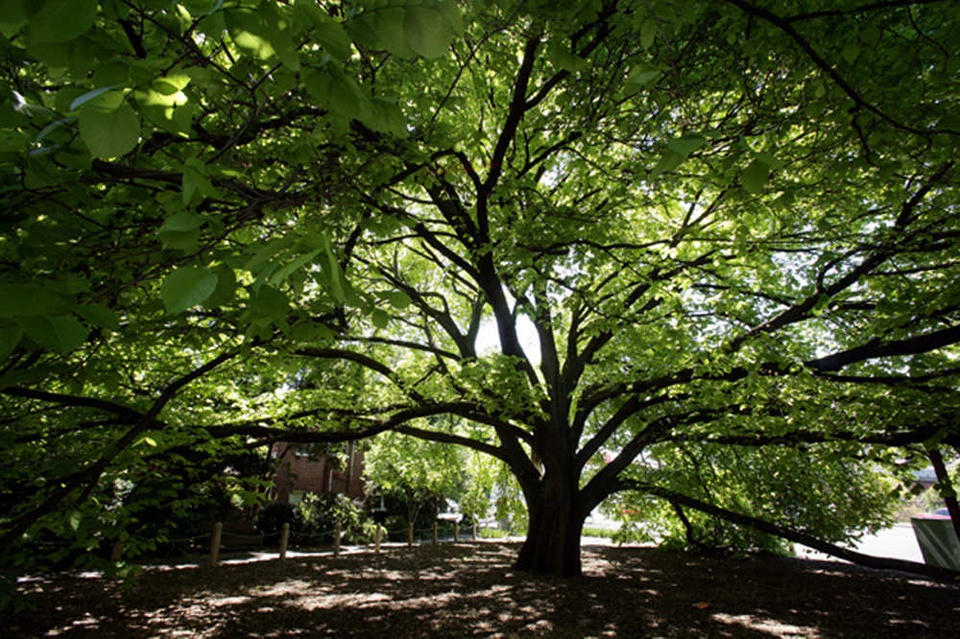 豆瓣日记完整版,豆瓣日记茉莉