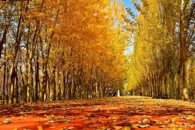 冬天银川一日游必去景点,银川周边一日游最值得玩的地方