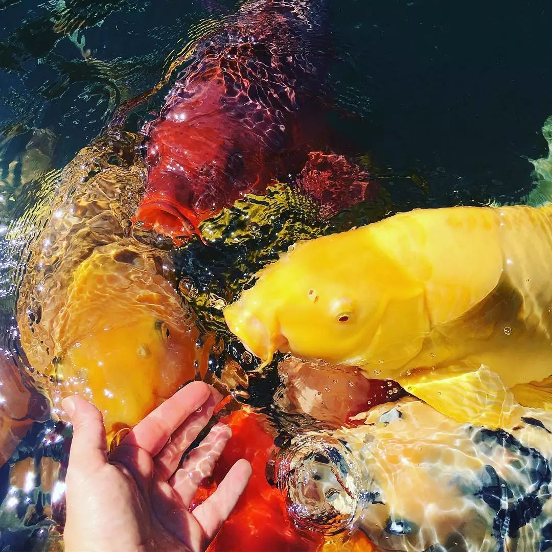 濂介奔椋熸按涓嶆祽,姘村お娓呮緢浜嗗楸煎ソ涓嶅ソ