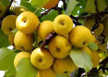 辽宁特色水果常用知识,辽宁好吃的水果特产有哪些