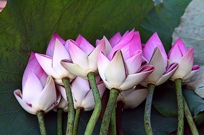 越老越有财气的三大生肖女,越老就越有钱的三大生肖女有你吗