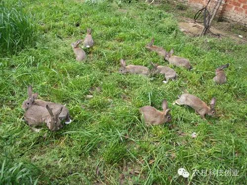 农村新商机小本创业,适合农村创业的小本点子