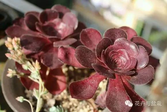 黑法师开花后怎么处理,黑法师花怎么养