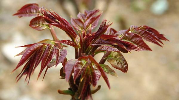 谷雨季节吃什么健脾祛湿,谷雨季节吃什么补脾胃
