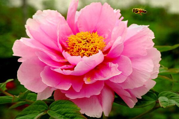 谷雨时节健脾祛湿,谷雨祛湿气最快的食谱