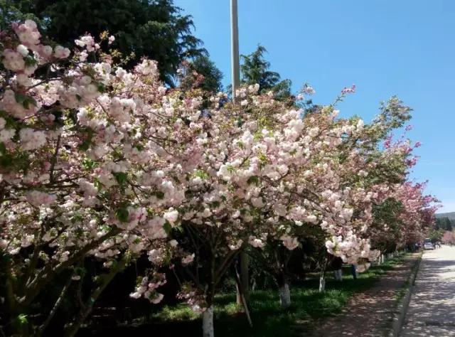 人间四月天，醉美是寻甸！