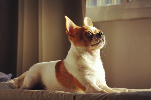 狗狗绝育完记得留意它的排便情况，以下7点各位铲屎官们切记！