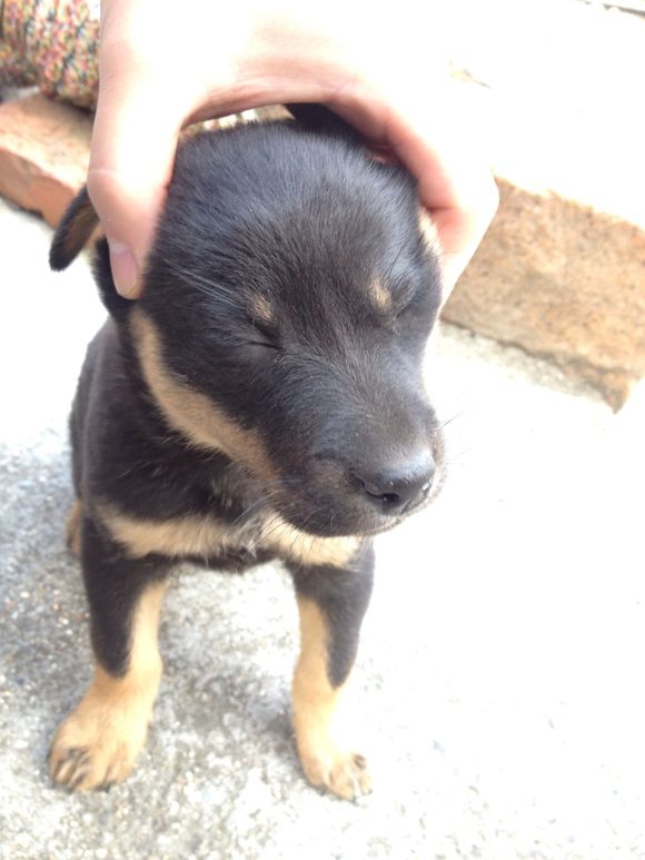 家里的土狗得皮肤病怎么办,小狗得了犬瘟在家怎么治