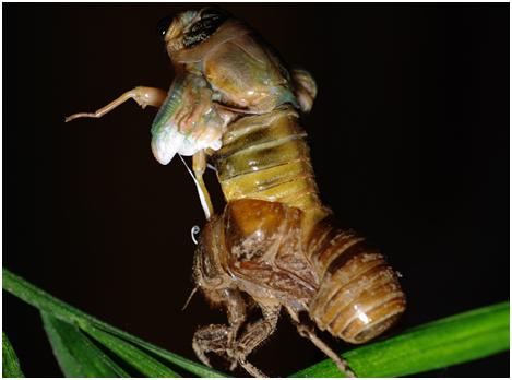 蝉花：虫草菌与幼蝉相爱了，能否“爬”到民族健康的前端？