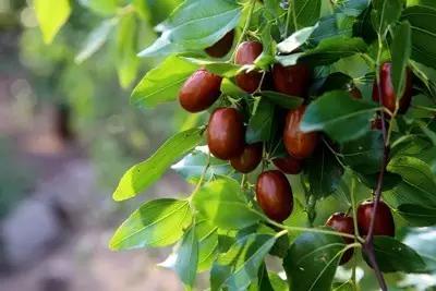 辽宁特色水果常用知识,辽宁好吃的水果特产有哪些