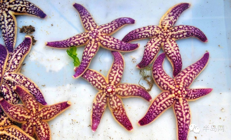 那些不认识的海鲜小干货,超级干货2022