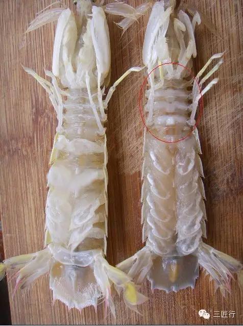 怎么挑皮皮虾视频,怎么挑皮皮虾带蛋