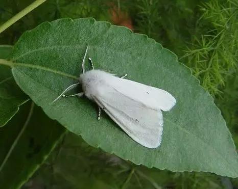 哪些昆虫有三对足两对翅一对触角,什么昆虫是三对足两对翅一对触角