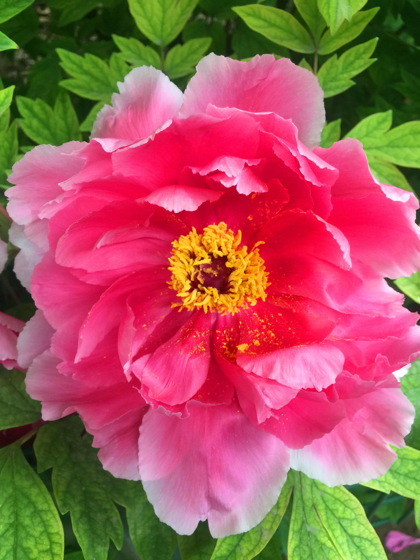 鍥借壊澶╅鍏冨娲诲姩,鍥借壊澶╅鐗′腹鑺变細