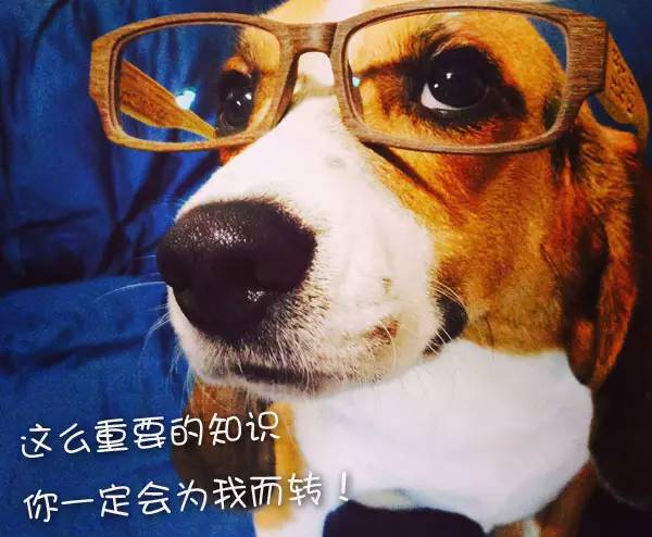 怀孕养狗新手入门必知,怀孕了养狗注意事项