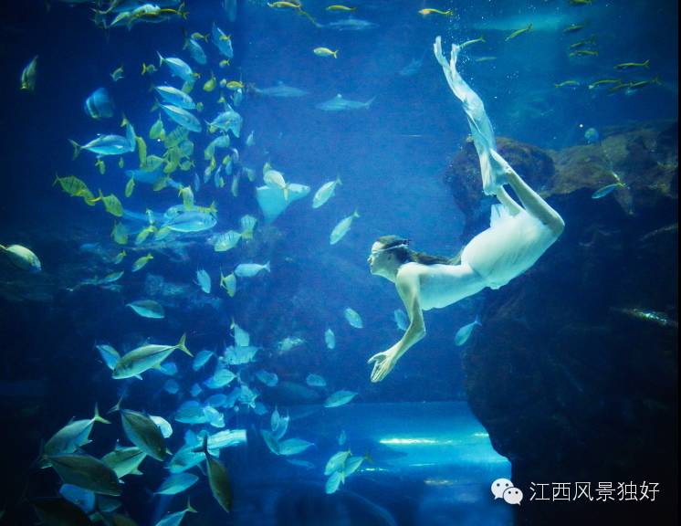 南昌万达海洋乐园在哪里,南昌万达海洋乐园主题公园