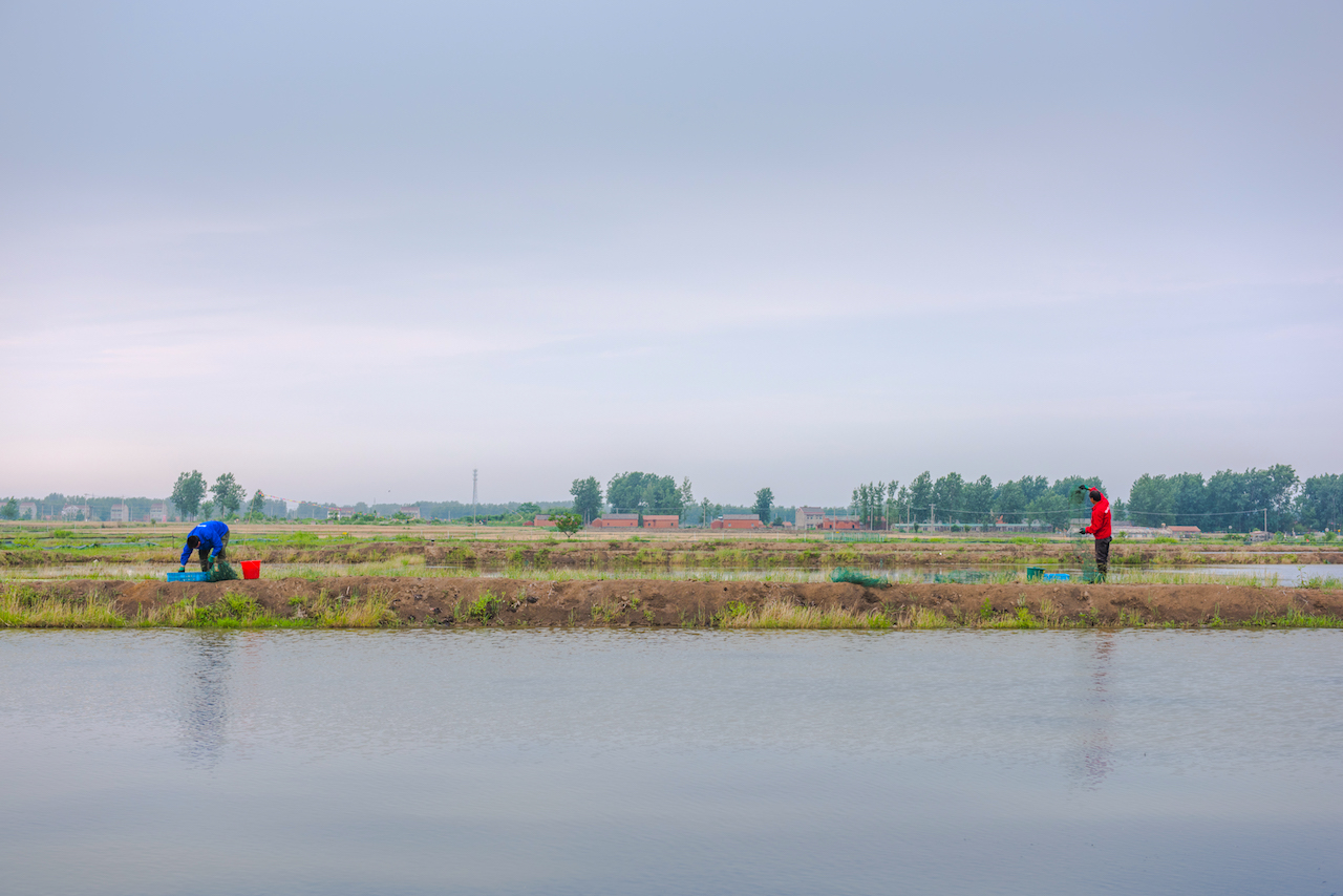 小龙虾的生长环境干净吗,小龙虾生长环境真的很脏吗