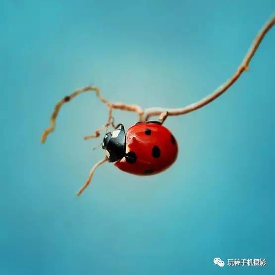 有手就会拍的构图技巧,向心式构图作品怎样拍