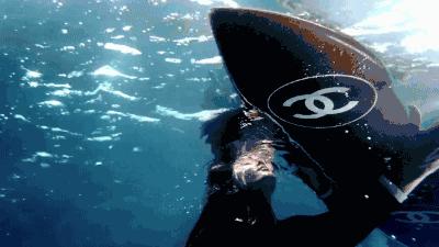 放弃吧｜别人家的猫都开始用Tiffany了