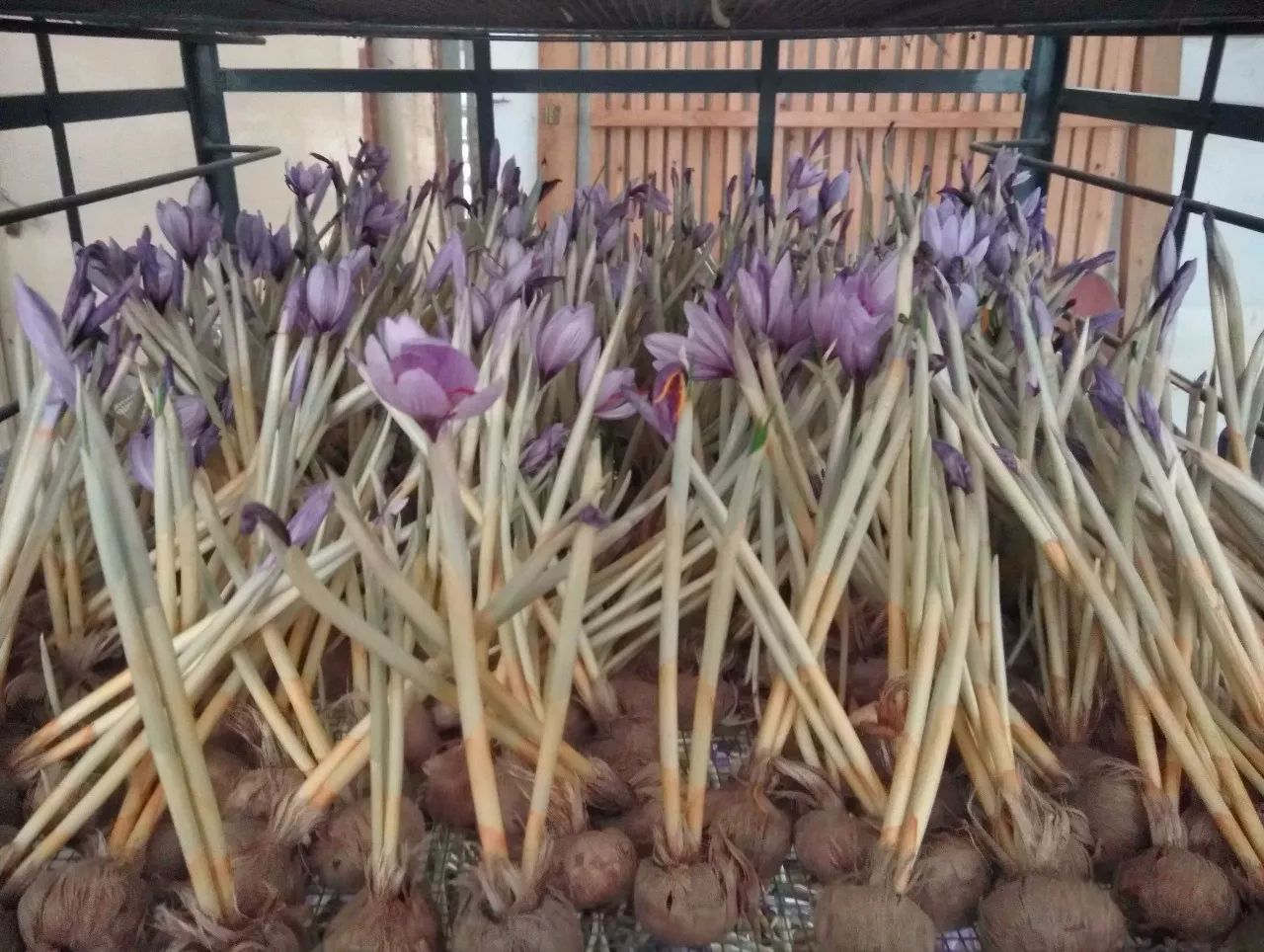 了不得！高大上的名贵中药藏红花“落户”章水