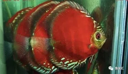 野彩和家彩的饲养区别,野彩到底好不好养