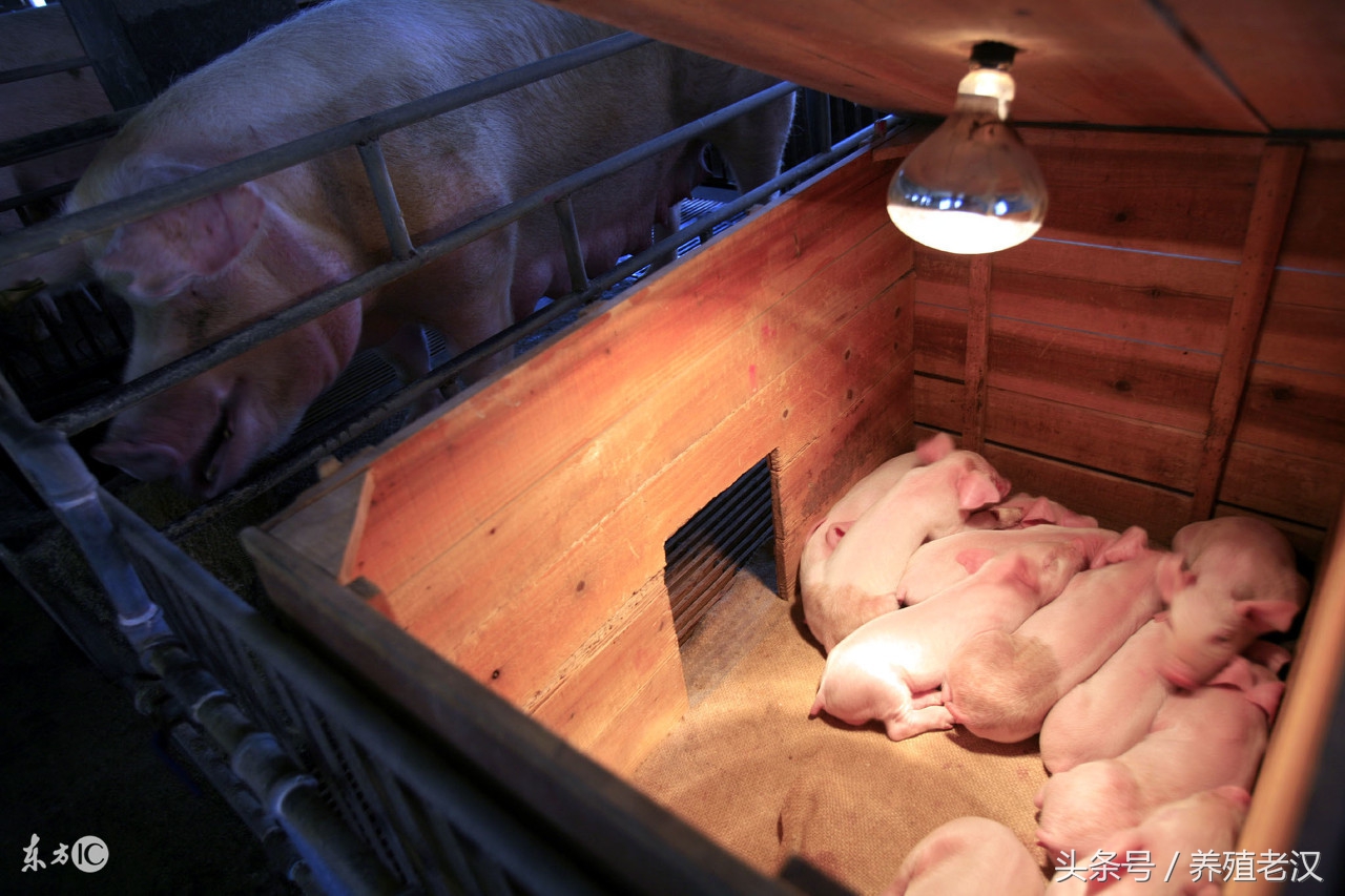 母猪产子咋护理,母猪产子前的养殖方法