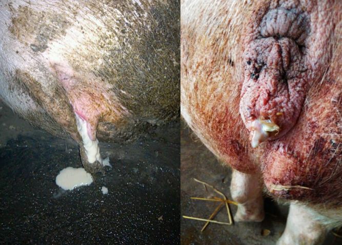 子宫炎用什么药治疗,子宫炎最好的治疗方法