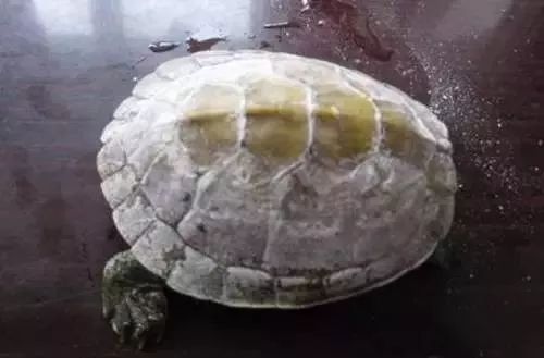 乌龟都养不活怎么能养活鱼,乌龟常见的几种疾病及解决方法