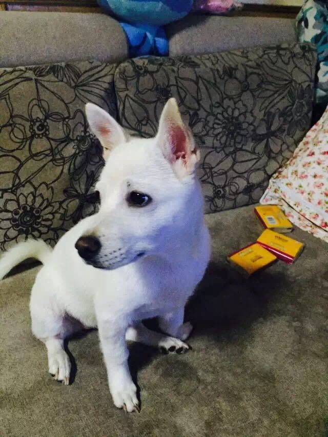 中国25种“土狗”濒临灭绝，中华田园犬何去何从？